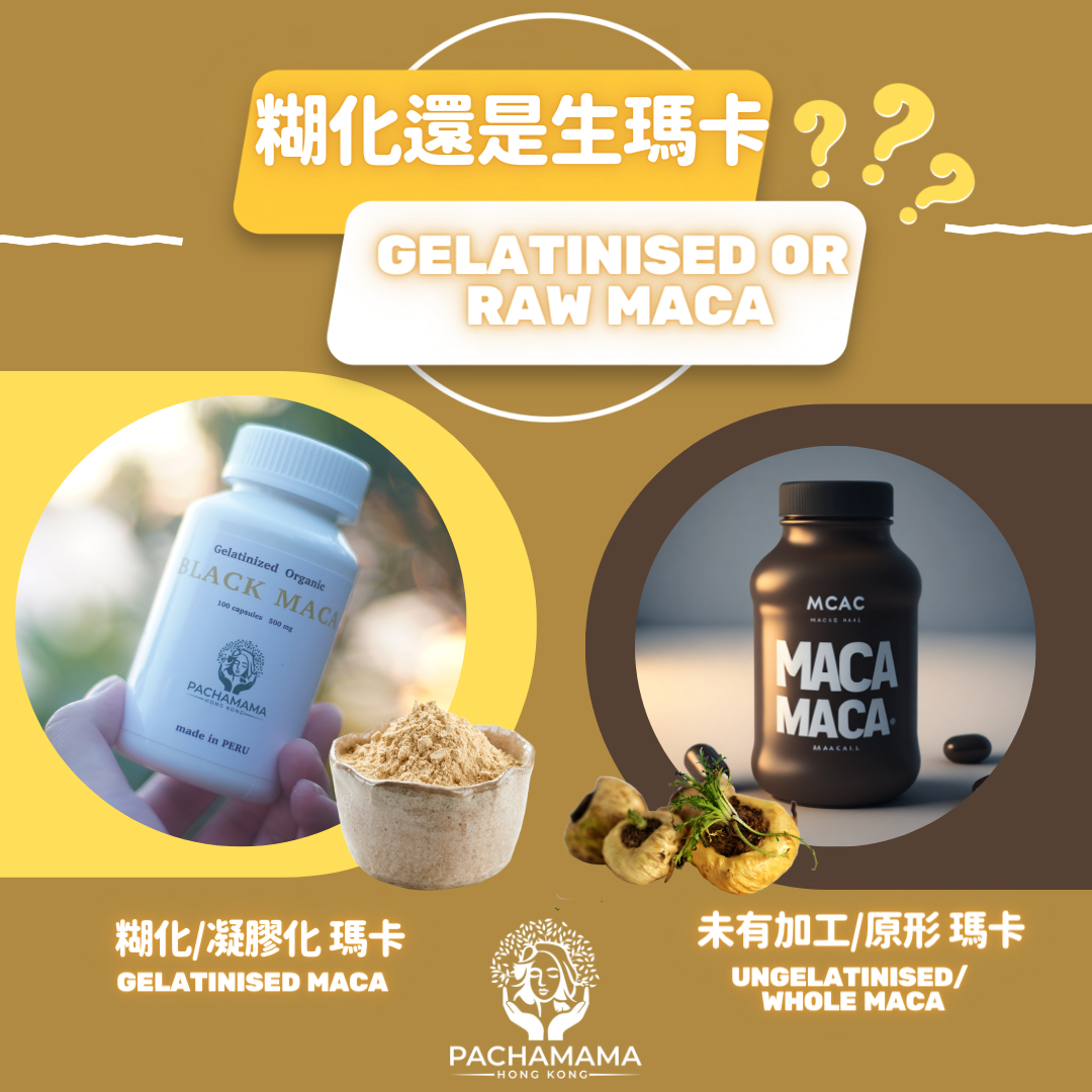 糊化(凝膠化)瑪卡還是生瑪卡?