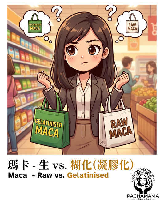 【糊化(凝膠化)瑪卡vs生瑪卡】